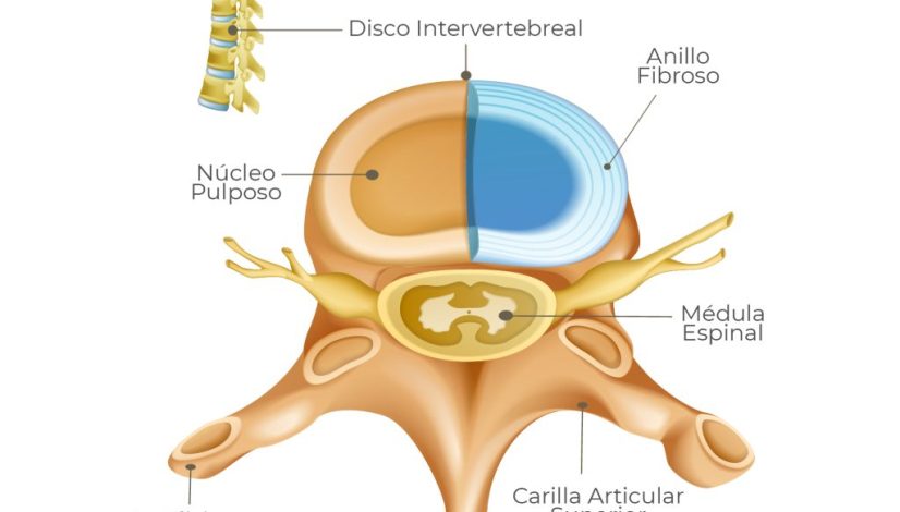 Anatomía de columna y disco intervertebral – Centro de la Columna